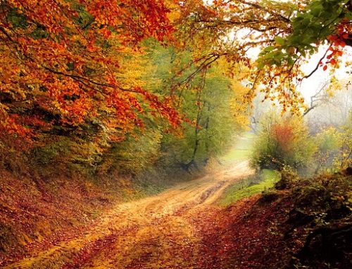 Les petits bonheurs d’octobre